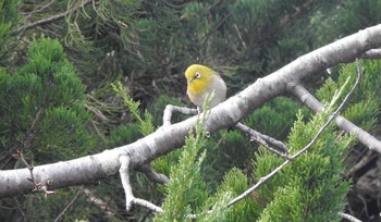 Warbling White-eye 八戸公園(青森県八戸市) Sat, 12/10/2022