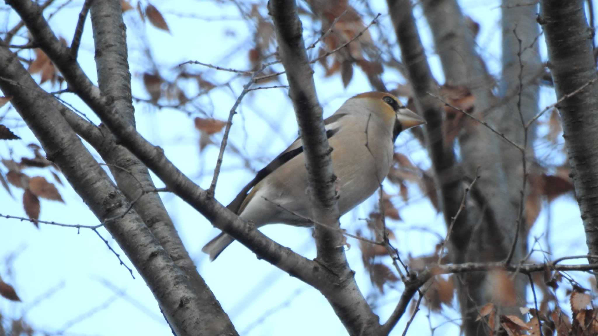 Photo of Hawfinch at 八戸公園(青森県八戸市) by 緑の風