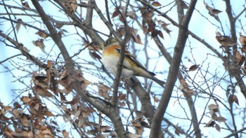 アトリ 八戸公園(青森県八戸市) 2022年12月10日(土)