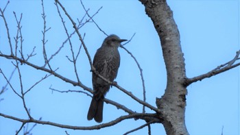 Brown-eared Bulbul 八戸公園(青森県八戸市) Sat, 12/10/2022