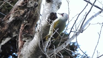 Japanese Green Woodpecker 八戸公園(青森県八戸市) Sat, 12/10/2022