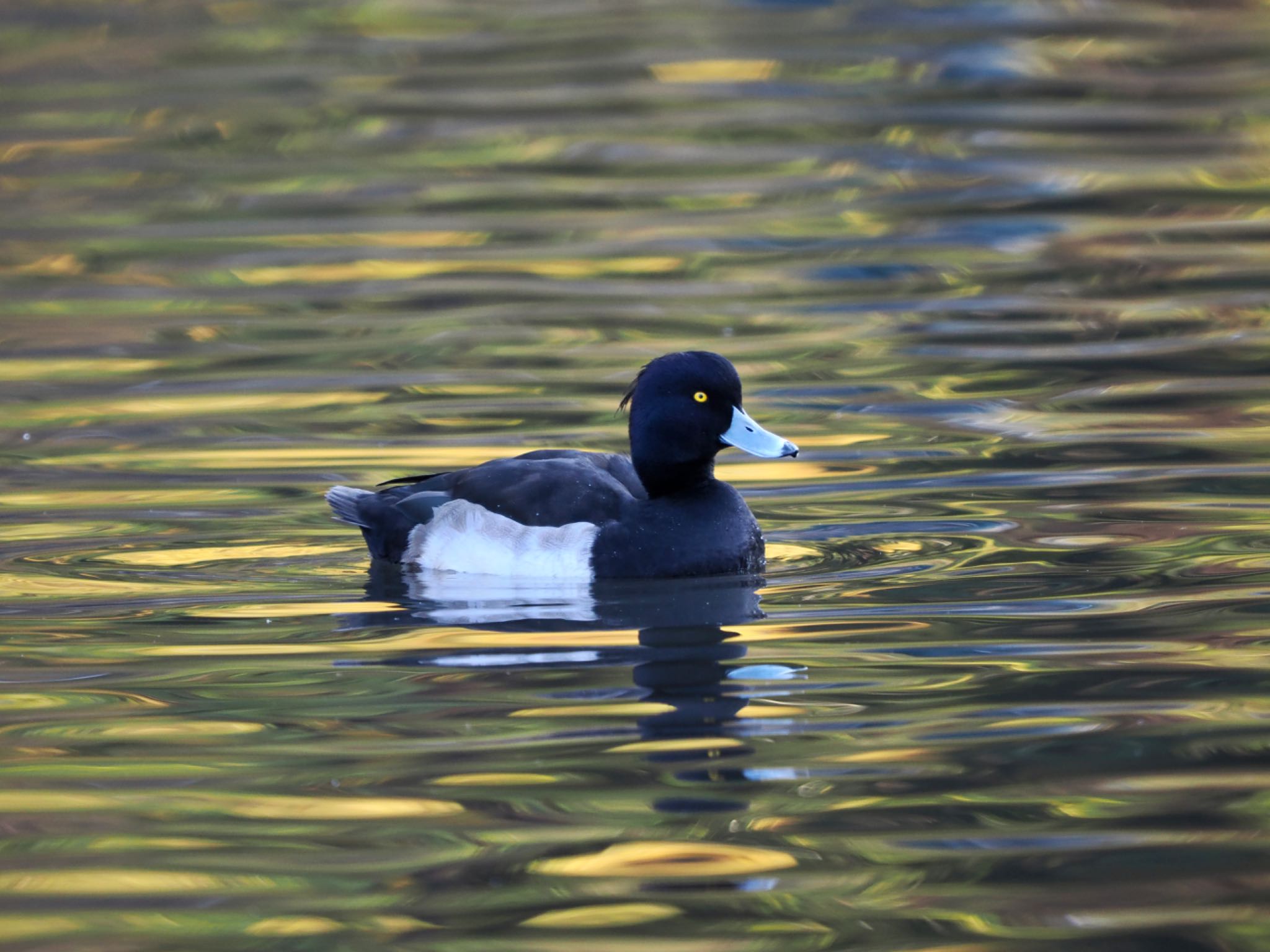 こども自然公園 (大池公園/横浜市) キンクロハジロの写真