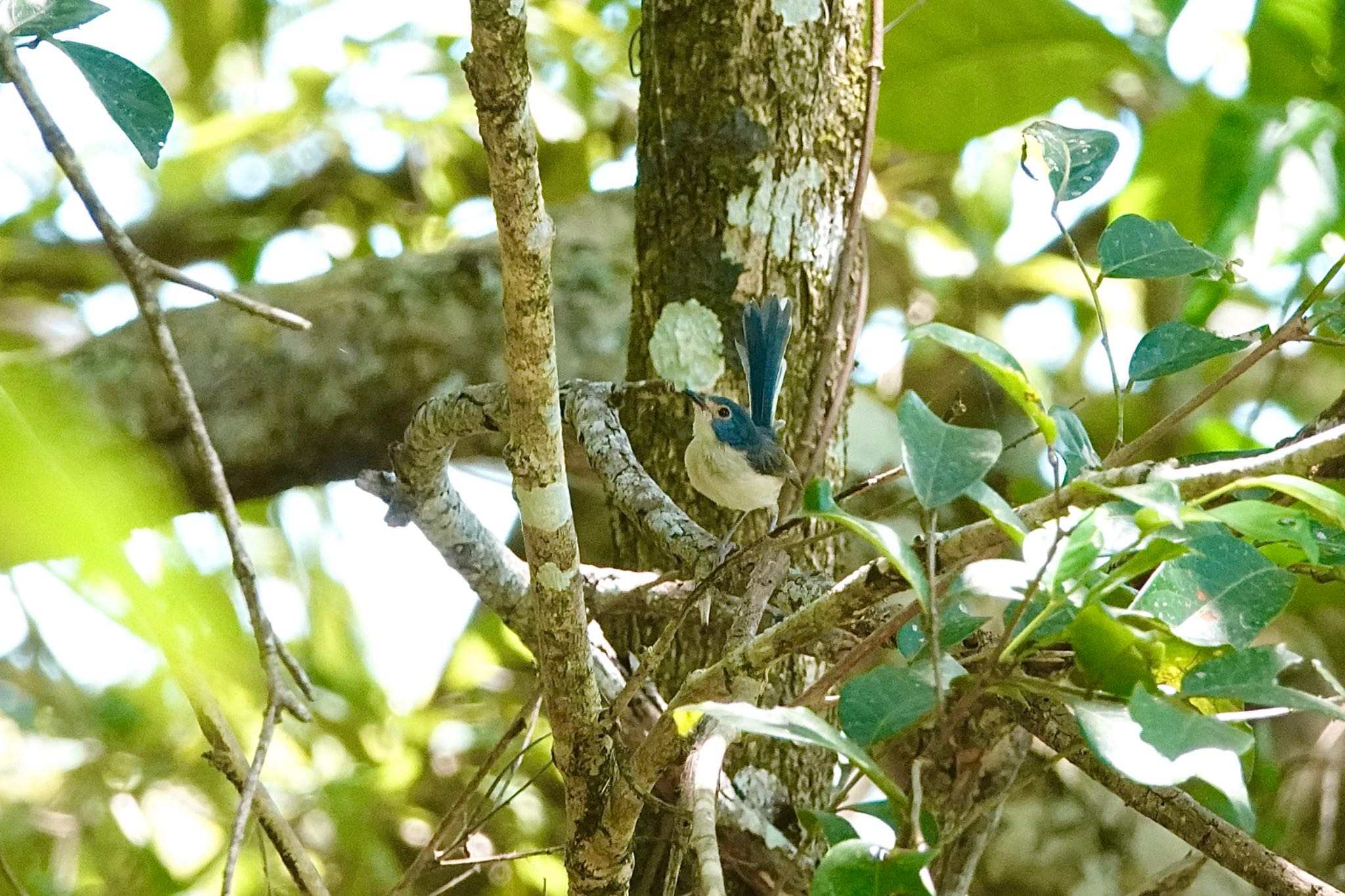 Mount Whitfield Conservation Park(Cairns) ケープヨークオーストラリアムシクイの写真