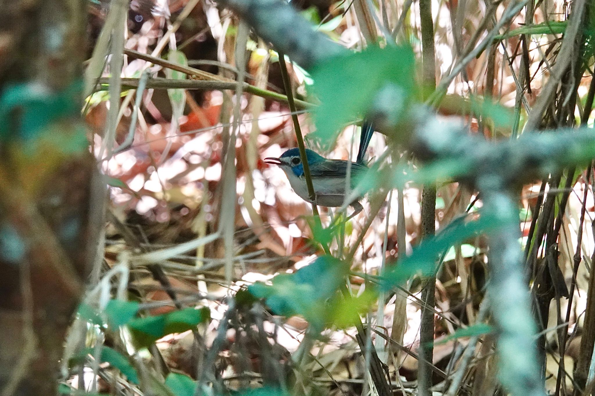 Mount Whitfield Conservation Park(Cairns) ケープヨークオーストラリアムシクイの写真