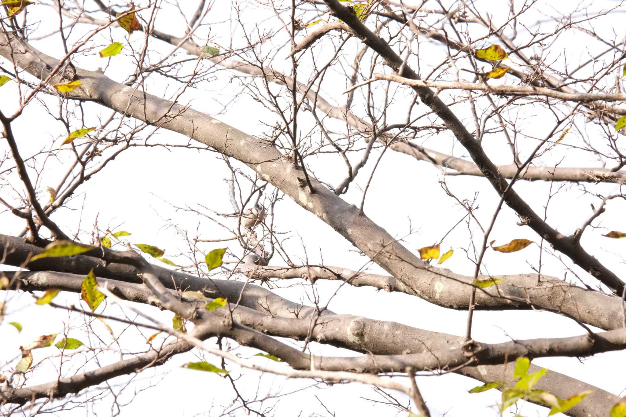 千葉県立行田公園 エナガの写真