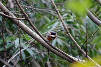 2022年12月11日(日) 大阪府岸和田市 蜻蛉池公園の野鳥観察記録