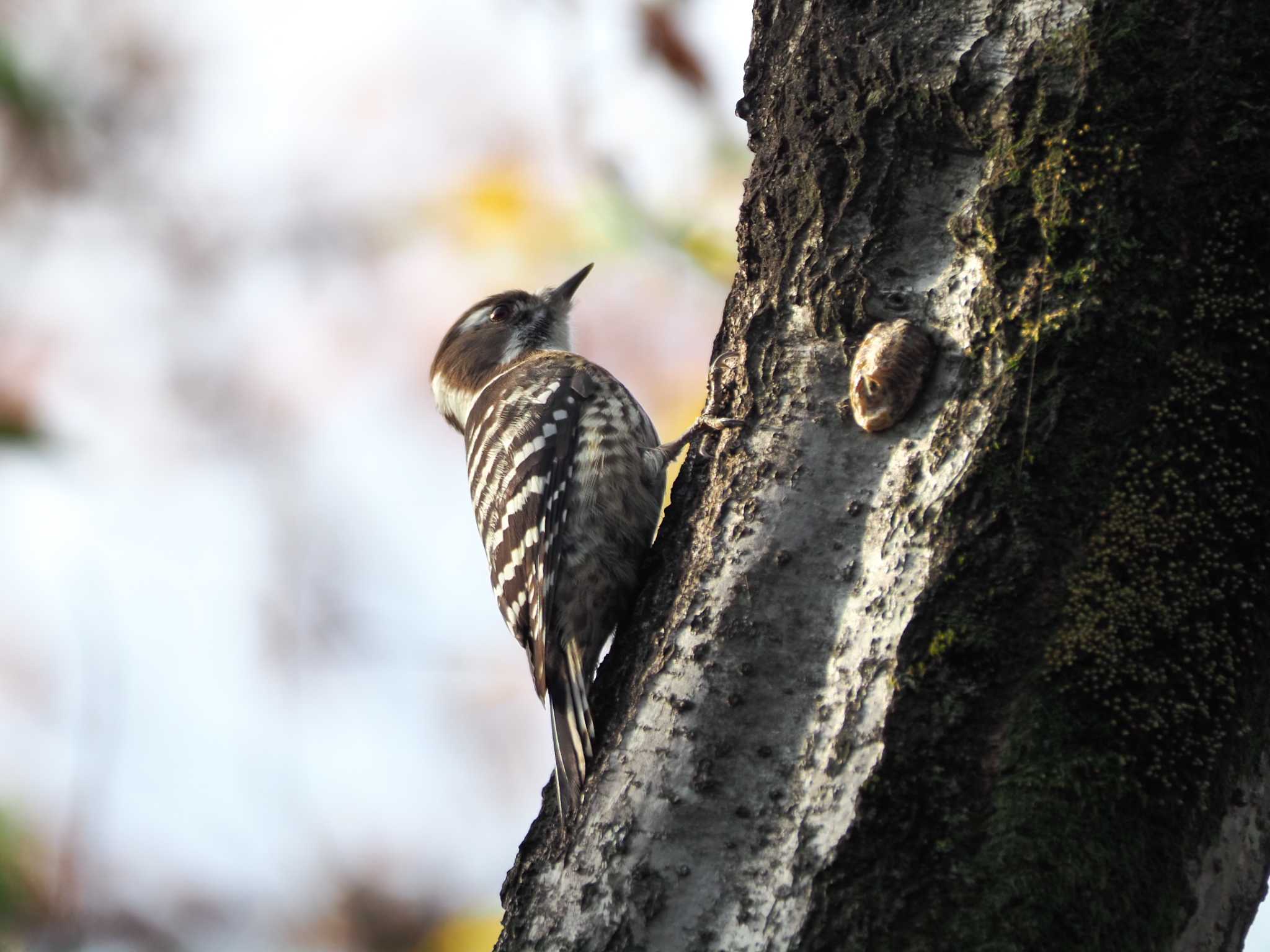 東京港野鳥公園 コゲラの写真