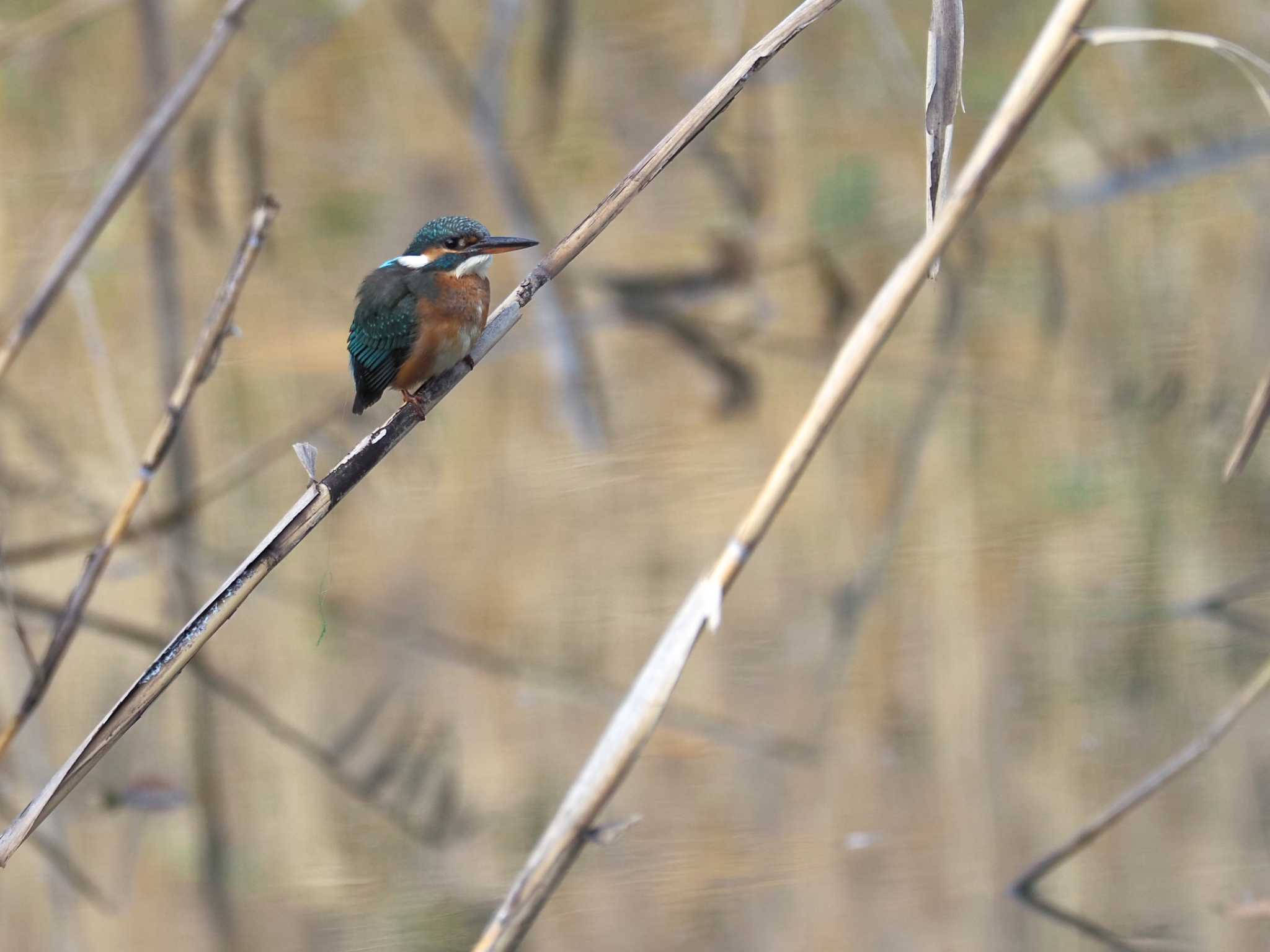 東京港野鳥公園 カワセミの写真