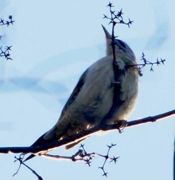 Grey-headed Woodpecker 真駒内 Sun, 12/11/2022