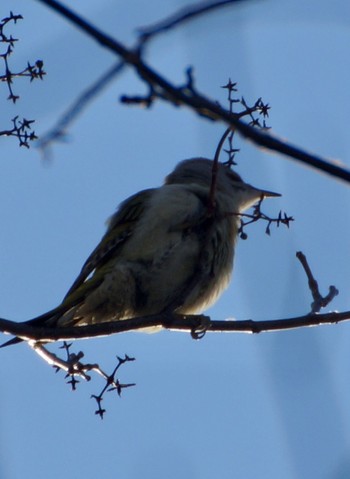 Grey-headed Woodpecker 真駒内 Sun, 12/11/2022