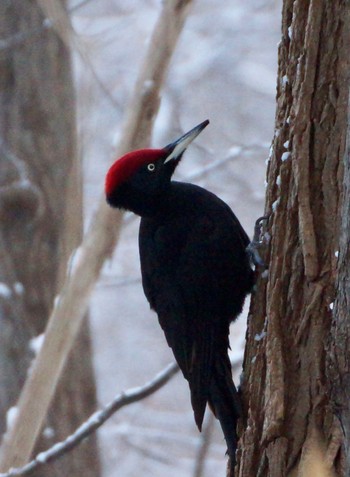 Black Woodpecker Makomanai Park Sun, 12/11/2022