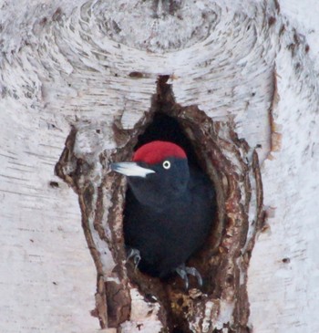 Black Woodpecker Makomanai Park Sun, 12/11/2022