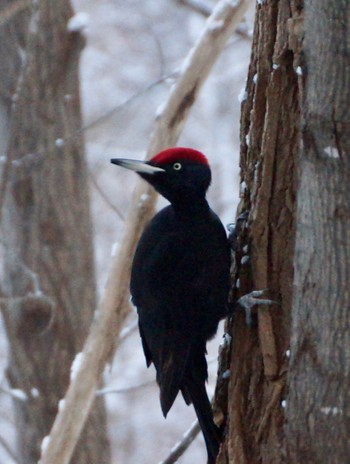 Black Woodpecker Makomanai Park Sun, 12/11/2022