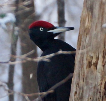 Black Woodpecker Makomanai Park Sun, 12/11/2022