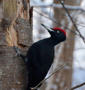 Black Woodpecker Makomanai Park Sun, 12/11/2022