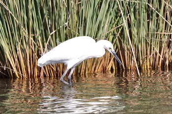 2022年12月11日(日) 新横浜公園の野鳥観察記録