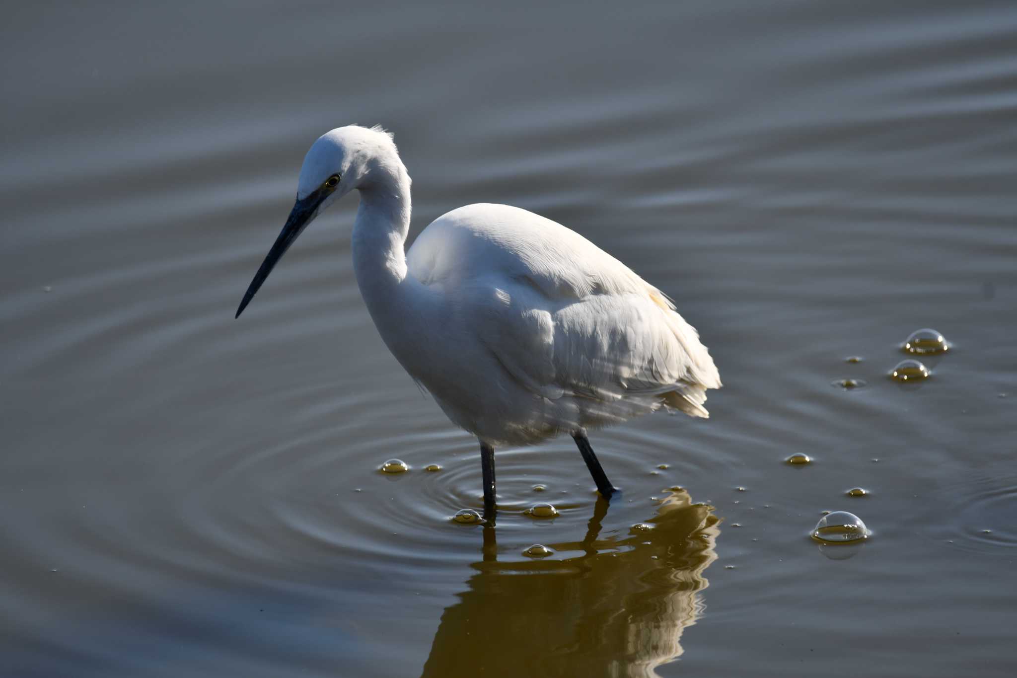 Little Egret