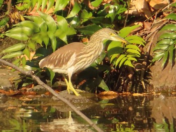 2022年12月11日(日) 長浜公園の野鳥観察記録