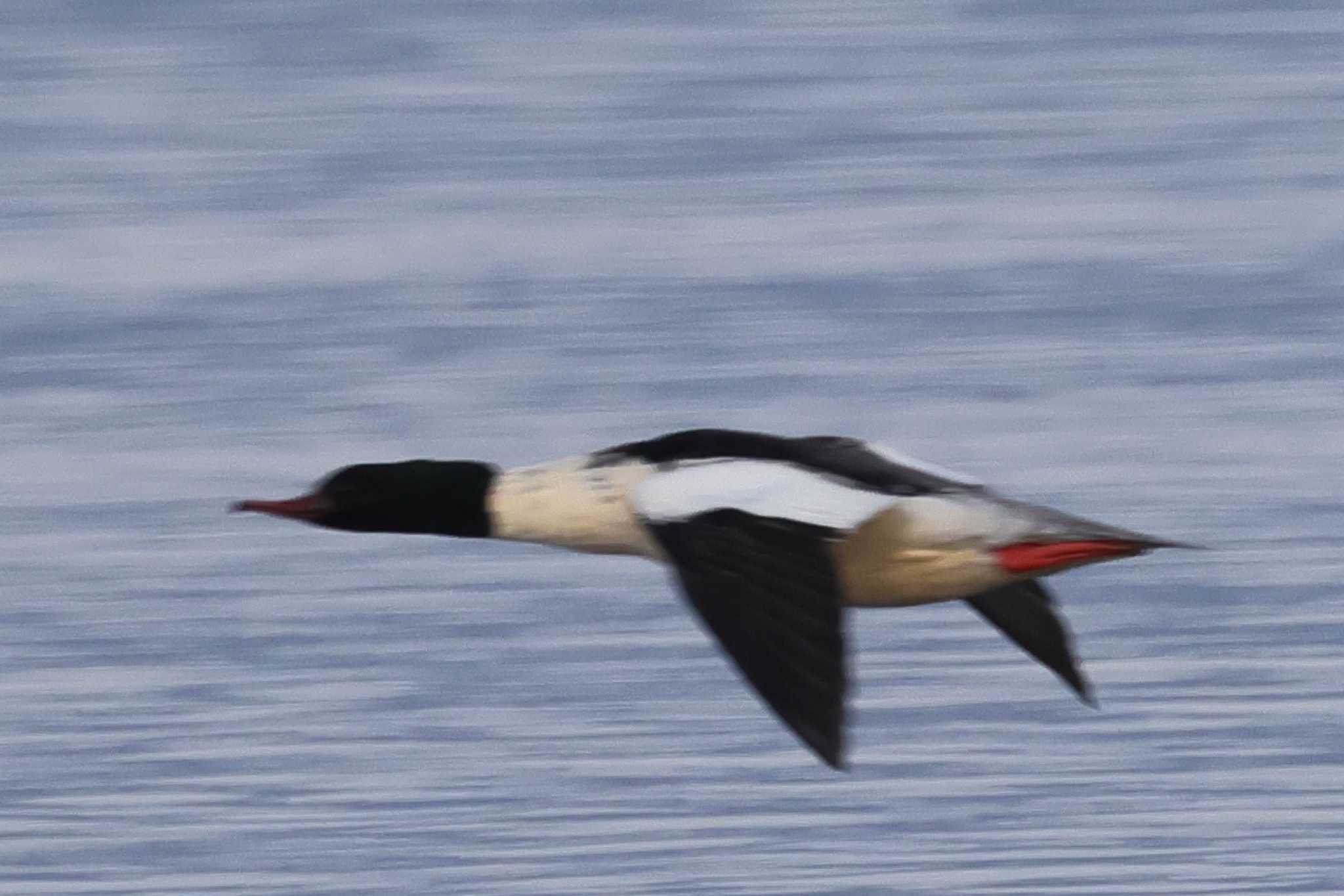 湖北野鳥センター カワアイサの写真 by toshi