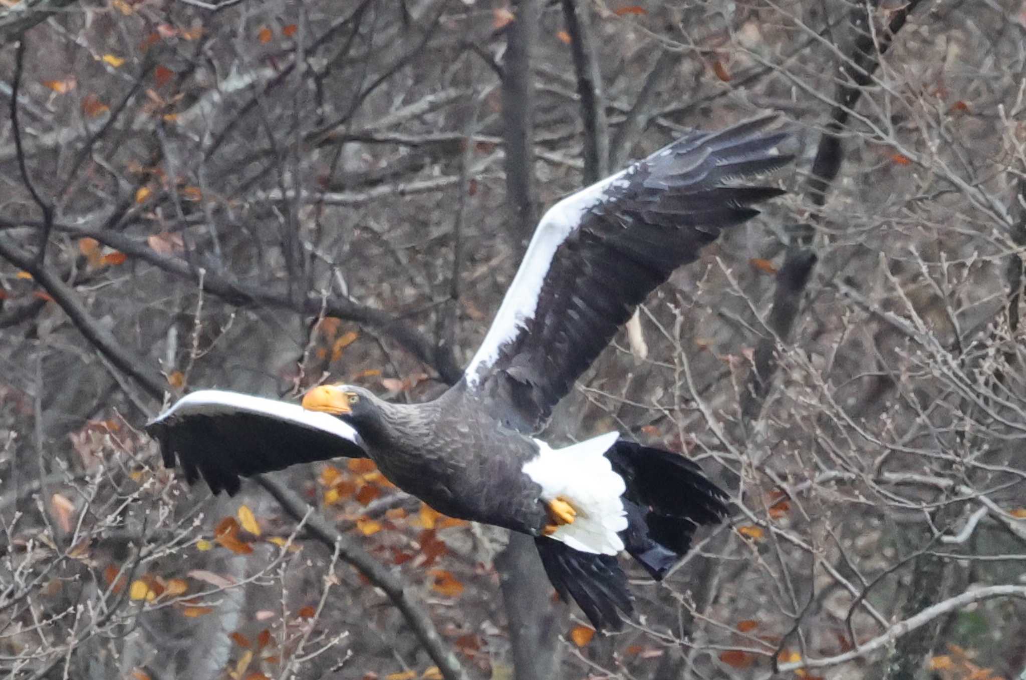 湖北野鳥センター オオワシの写真 by toshi