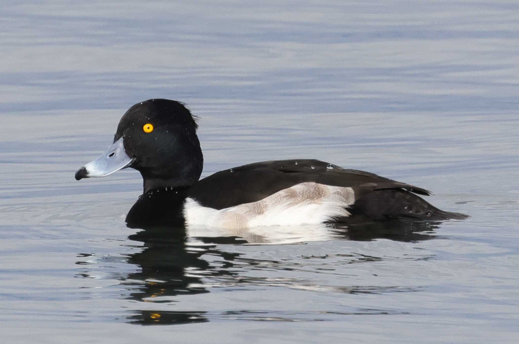 湖北野鳥センター キンクロハジロの写真 by toshi