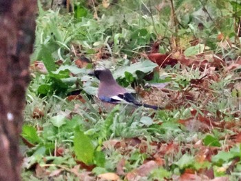 Eurasian Jay 那須野が原公園 Sun, 12/11/2022