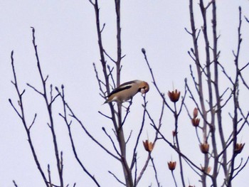 Hawfinch 那須野が原公園 Sun, 12/11/2022