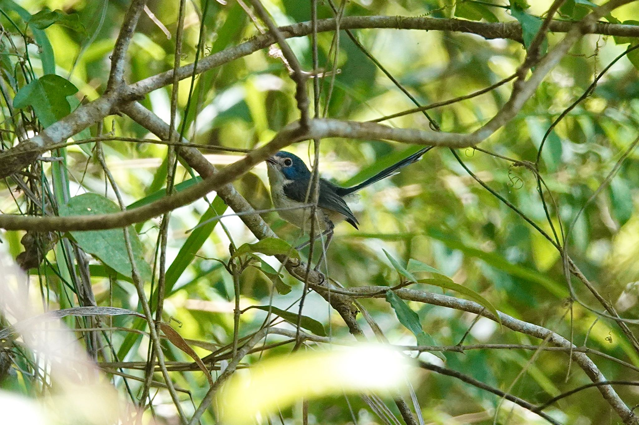 Mount Whitfield Conservation Park(Cairns) ケープヨークオーストラリアムシクイの写真 by のどか