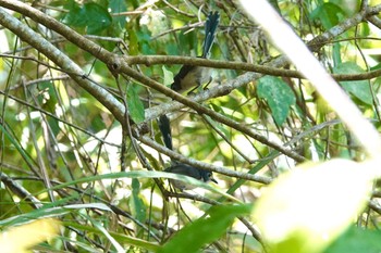 ケープヨークオーストラリアムシクイ Mount Whitfield Conservation Park(Cairns) 2022年10月11日(火)