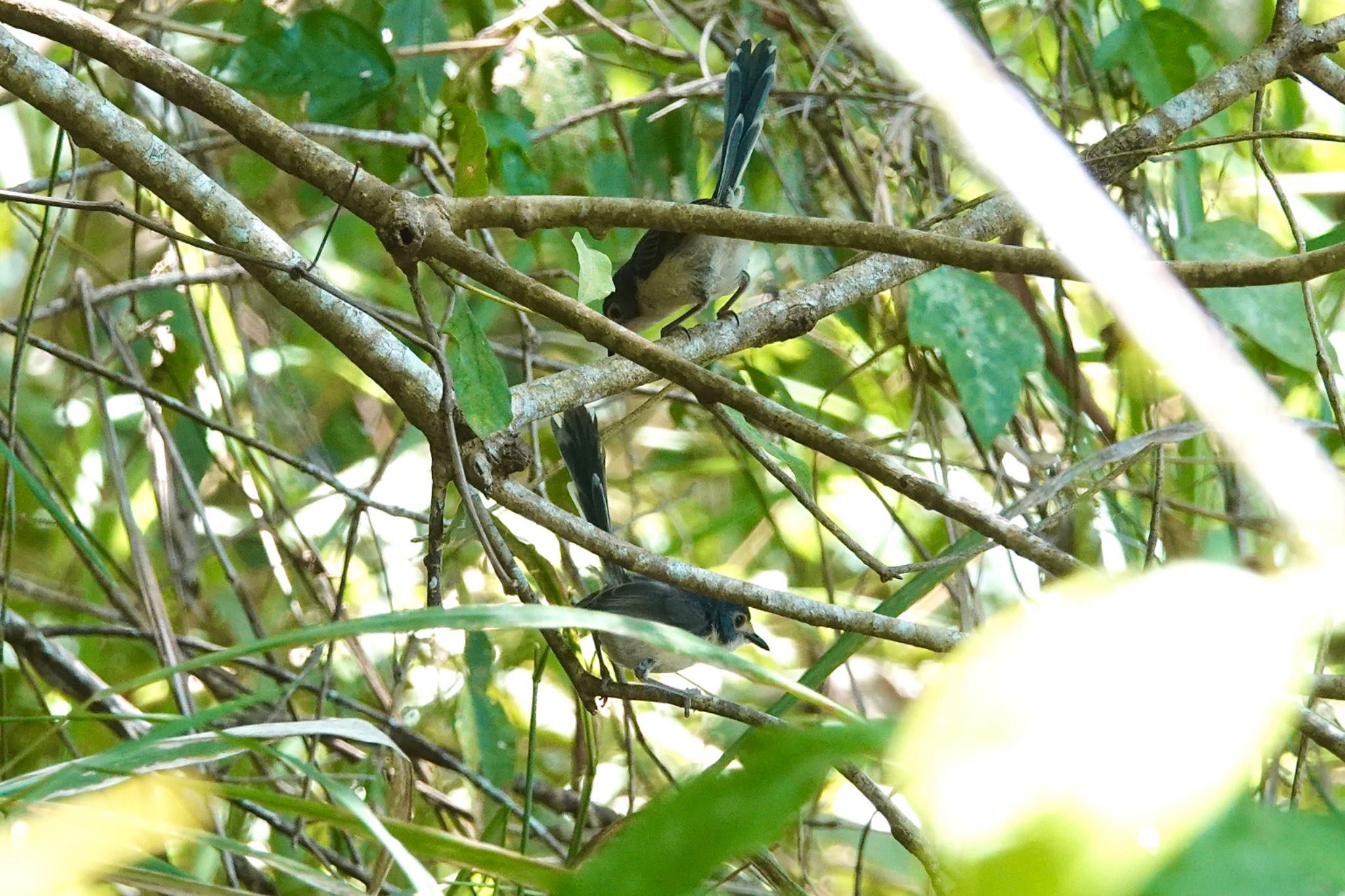 Mount Whitfield Conservation Park(Cairns) ケープヨークオーストラリアムシクイの写真 by のどか