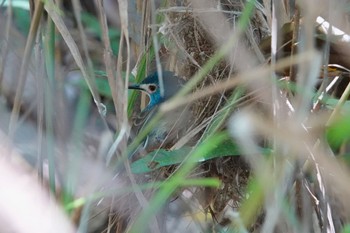 Lovely Fairywren Mount Whitfield Conservation Park(Cairns) Tue, 10/11/2022