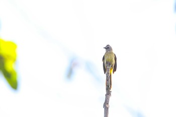 Flavescent Bulbul Kaeng Krachan National Park Sat, 11/25/2017