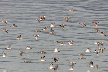 Dunlin 曽根干潟(曾根干潟) Fri, 12/9/2022