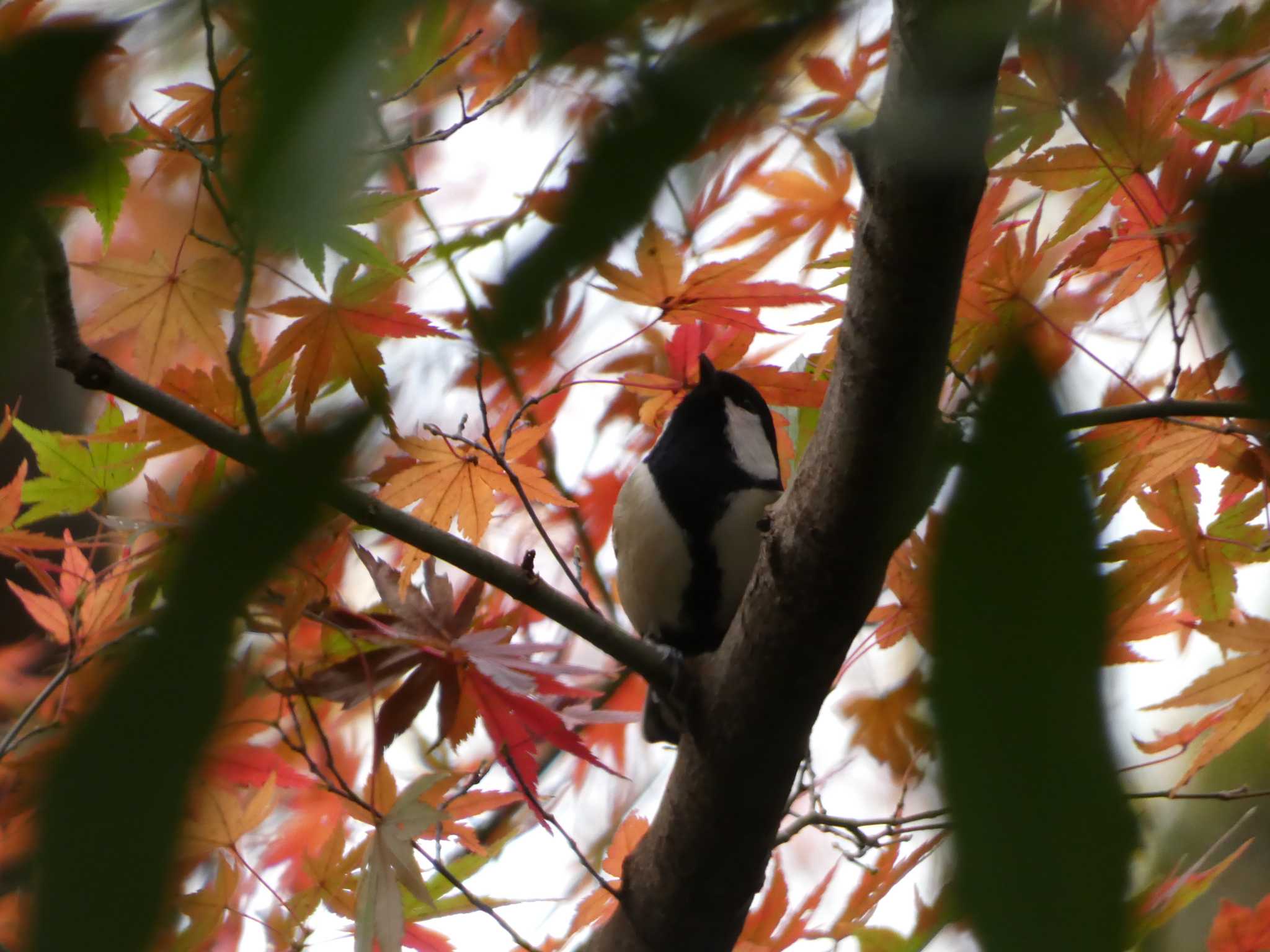 シジュウカラ