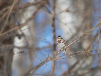 Rustic Bunting 長野市 Sat, 3/3/2018