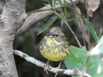 2022年12月2日(金) 明治神宮の野鳥観察記録