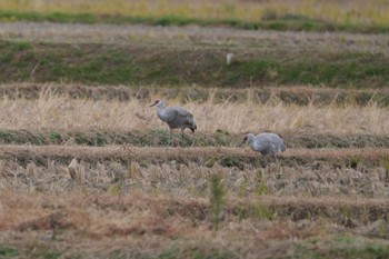 Sandhill Crane 守山市 Sun, 12/11/2022