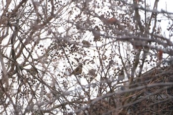 Grey-capped Greenfinch 湖北野鳥センター Sun, 12/11/2022