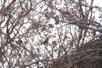 カワラヒワ 湖北野鳥センター 2022年12月11日(日)