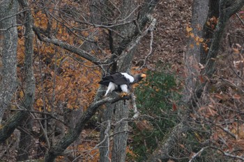 Steller's Sea Eagle 山本山(滋賀県) Sun, 12/11/2022