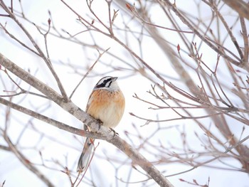 Meadow Bunting 長野市 Sat, 3/3/2018