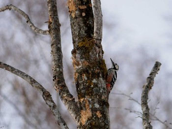 Sat, 3/3/2018 Birding report at 長野市