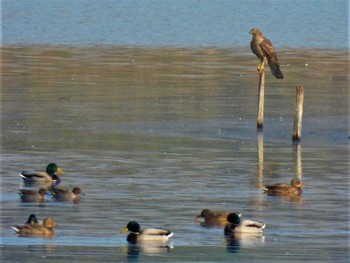 2022年12月11日(日) 芝川第一調節池(芝川貯水池)の野鳥観察記録