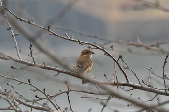 Bull-headed Shrike ときがね湖 Sun, 12/11/2022