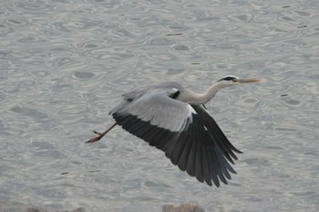 Grey Heron ときがね湖 Sun, 12/11/2022