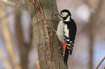 Great Spotted Woodpecker(japonicus) 北海道 函館市 東山 Wed, 3/7/2018