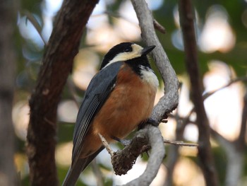 Varied Tit 愛知県森林公園 Sun, 12/11/2022