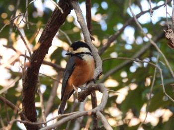 Varied Tit 愛知県森林公園 Sun, 12/11/2022