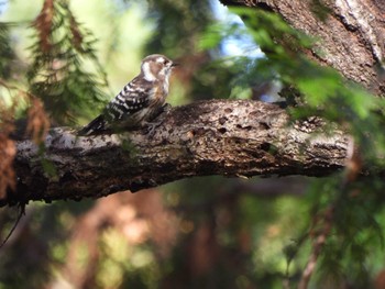 Japanese Pygmy Woodpecker 愛知県森林公園 Sun, 12/11/2022