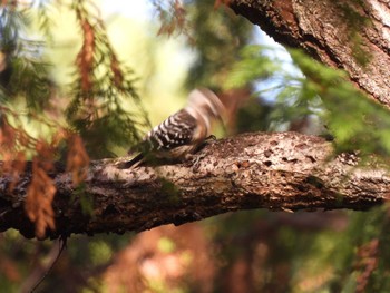 Japanese Pygmy Woodpecker 愛知県森林公園 Sun, 12/11/2022